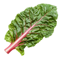 Fresh Swiss chard leaves isolated on a transparent background showcasing vibrant green and pink colors in detail, Swiss chard leaves vegetable isolated on transparent background png