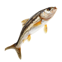 Dynamic fish leaps gracefully against a clean transparent background showcasing its vibrant colors and detailed features, Dynamic Fish in MidLeap isolated on transparent background png
