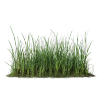 Bentgrass stack with vibrant green blades on a clean transparent background showcasing its lush texture, Bentgrass stack border transparent background png
