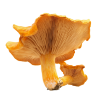 Chanterelle mushroom with a striking orange hue against a clean transparent background showcasing its unique shape and texture, Chanterelle Mushroom Isolated on transparent background png