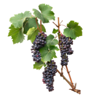 Fresh organic grape vine with clusters of ripe grapes against a clean transparent background, Fresh organic grape tree on transparent background. grape plants transparent background png