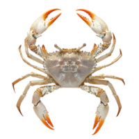 A detailed view of a sea crab against a transparent background showcasing its distinctive features and colors, Sea crab on transparent background png