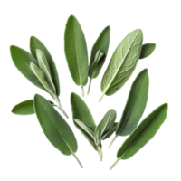Fresh sage herb leaves arranged beautifully on a pristine transparent background with natural textures and colors, sage herb leaves isolated transparent background png