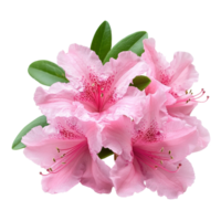 Delicate azalea flowers in soft pink, isolated on a clean transparent background for vibrant display, Azalea flowers isolated on transparent background png