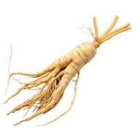 Fresh ginseng root isolated on a transparent background showcasing its distinct features and natural form, ginseng isolated on transparent background png