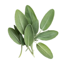 Fresh sage leaves isolated on a clean transparent background for culinary and medicinal uses, Sage leaves isolated on transparent background png