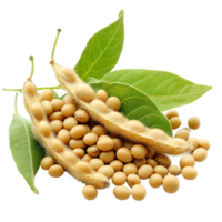 Freshly harvested soybeans with pods and green leaves isolated on a transparent background for agricultural use, Soybean isolated png
