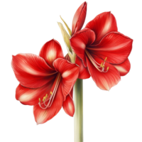 Elegant amaryllis blooms displayed against a clean transparent background complementing transparent tones, Amaryllis in , available with a transparent background png