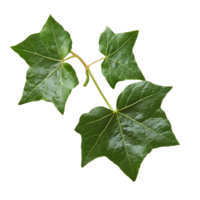 A vibrant green ivy leaf showcasing detailed foliage on a clean transparent background in natural light, Green ivy leaf on transparent backgroundfile png