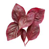 Fresh red sorrel leaves arranged on a clean transparent background for culinary and decorative purposes, Red sorrel leaves isolated on transparent background png