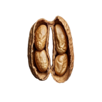 Isolated peanut with shell revealing four kernels against a dark background for food photography, Peanut isolated png