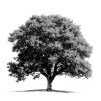An oak tree stands tall against a transparent background, showcasing its rich foliage and sturdy trunk in natural splendor, oak tree transparent background big png