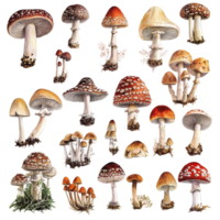 Various types of retro vintage mushrooms in a detailed botanical illustration, Various types of retro vintage mushroom big transparent background png