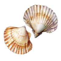 Watercolor depiction of two vintage shells on a clean transparent background showcasing intricate details and textures, Retro vintage two shells on transparent background png
