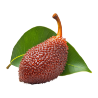 Fresh Salak fruit with a green leaf on a transparent background ready for culinary exploration, Salak with leaf isolated on transparent background png