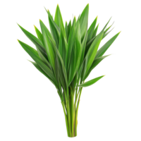 Fragrant pandan leaves arranged against a clean transparent backdrop showcasing their lush green texture, Pandanus Palm, Fragrant Pandan, Pandom wangi on transparent background png