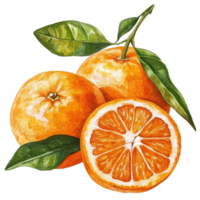Vibrant watercolor drawing of fresh oranges with leaves on a transparent background showcasing their natural beauty and color, oranges in drawing isolated on transparent background png