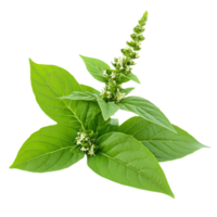 Holy Basil Ocimum sanctum leaves and flowers isolated on a plain transparent background showcasing natural beauty, Holy Basil,Ocimum sanctum leaf isolated on transparent background png