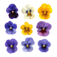 Colorful wild pansy flowers arranged in a vibrant display with a close up view of various hues and patterns, various Single wild pansy flower top view and with isolated on Transparent background png