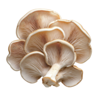 Oyster mushroom isolated on Transparent background showcasing delicate texture and unique shape for culinary uses, oyster mushroom isolated on background png