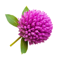 Vibrant globe amaranth flower showcasing striking purple color and lush green leaves on white background, globe amaranth flower isolated on white background png