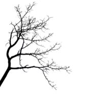 Isolated silhouette of a tree branch against a Transparent background highlighting the intricate design of nature, Image tree silhouette isolated on background png