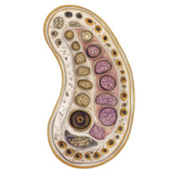 Crosssection view of mitochondria showcasing internal structures and functions in cellular energy production, Crosssection view Mitochondria Transparent background png