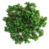 Tree top view showcasing vibrant foliage isolated on a Transparent background for design and illustration purposes, tree top view isolated on background png