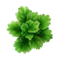 Fresh celery mint parsley leaves isolated on a transparent background in high resolution, Celery Mint Parsley leaf isolated on trransparent png