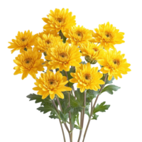 Beautiful yellow chrysanthemums arranged with lush green leaves on a Transparent background, yellow chrysanthemums isolated on background png