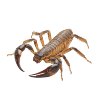Scorpion isolated on a Transparent background highlighting its features and details for educational purposes, Scorpion Isolated on background png