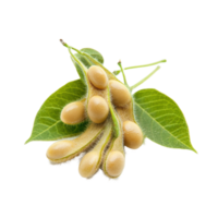 Close up view of fresh soybean pods with leaves on a Transparent background showcasing agricultural detail, Close up Soybean isolated on background png