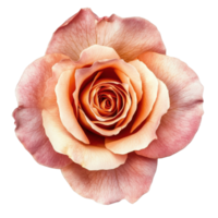 Beautiful rose in soft peach color showcasing delicate petals on a Transparent background, rose isolated on background png