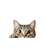 Curious cat peeking over a white table against a bright background full of charm, Cat Peeking Over white top table White background png