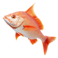 Red snapper fish shown isolated on a Transparent background highlighting its vibrant colors and details, Red Snapper Fish Isolated on background png