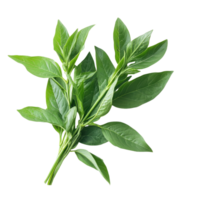 Fresh green leaves of Kariyat, also known as Andrographis paniculata, are shown against a clean Transparent background, Kariyat or Andrographis paniculata green leaves on background png