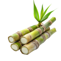 Fresh sugar cane stalks isolated on a Transparent background showcasing natural texture and color, sugar cane isolated on background png