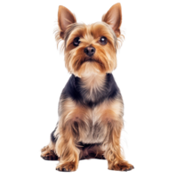 Yorkshire terrier sitting attentively in a bright indoor space, Yorkshire terrier dog sitting and looking at the camera and isolated on a Transparent background png