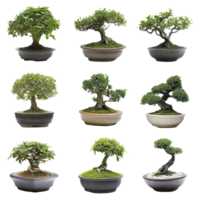 Bonsai trees in decorative pots displayed against a clean white background, Bonsai Trees in Pots on white background png
