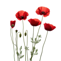 Vibrant poppy flowers in various stages of bloom isolated on a clean Transparent background, Red poppy flowers isolated on background png