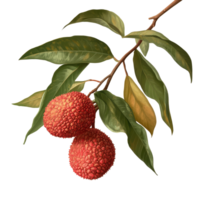 Fresh lychee fruit with vibrant leaves on a branch showcasing natural beauty, Lychee with leaves on Lychee png