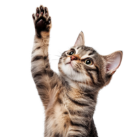 Cat gives high five and poses for camera in striking isolated setting, cat giving high five, look on camera, isolated white background png