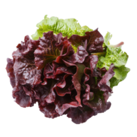 Fresh red lettuce isolated on white background creating a vibrant culinary presentation for healthy dishes, Fresh red lettuceisolated on white background png