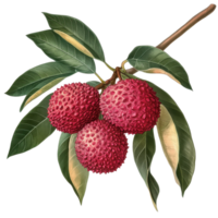 Lychee fruit cluster with green leaves on a Transparent background, lychee tropical fruit with leaves on background png
