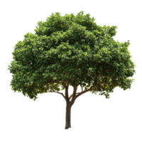 Closeup of an isolated tree with lush green foliage on a Transparent background showcasing natural beauty and simplicity, Closeup a tree isolated on a isolated on background png