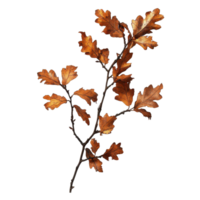 Oak branch showcasing autumn brown leaves casting shadows on a light background in a tranquil setting, Oak branch with autumn brown dry leaves with shadow, file of isolated object png