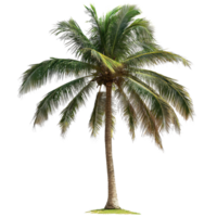Low palm tree isolated on a white background highlighting tropical beauty in a minimalist style, Isolated image branches a big tree on a white background png