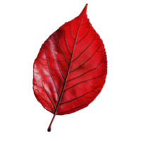 Vibrant red leaf isolated against a clean Transparent background showcasing its intricate veins and texture, red leaf isolated on background png