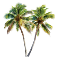Coconut trees stand tall and isolated against a bright Transparent background exuding a tropical vibe and natural beauty, coconut trees isolated on background Realistic background png