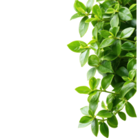 Green leaves of a shrub forming an upper border isolated on a white background for botanical themes, Green leaves shrubs upper border isolated on white background png